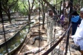 visit in the crocodile farm