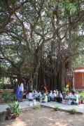 exhibition under the tree