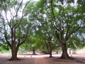 View in Auroville