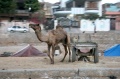 Camel of Jaipur