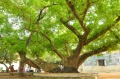 Open space in the Art compound of Santiniketan