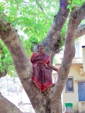 Kalithidal likes to be on the tree